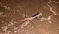 Asian jumping mantis at night, in West Bengal, India.