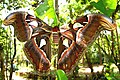 Attacus atlas (Atlante) (Saturniidae)