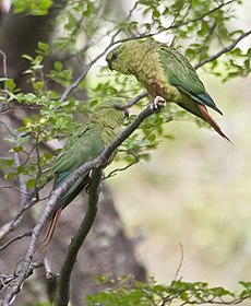 Conure magellaniquee (Enicognathus ferrugineus)