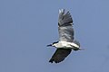 adult in flight, Cyprus