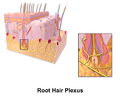Illustration of root hair plexus