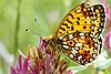 The small pearl-bordered fritillary butterfly