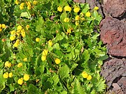 Calceolaria filicaulis