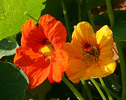 T. majus (hábito e flor).