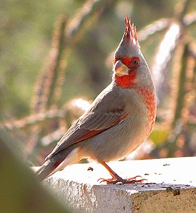 Cardeal-do-deserto (Cardinalis sinuatus)