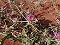 Василёк бледнеющий (Centaurea pallescens)