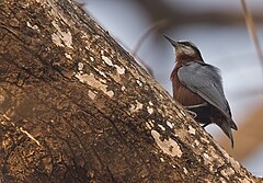 Description de l'image Chestnut-bellied Nuthatch.jpg.