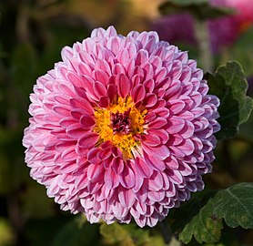 Љубичаста Chrysanthemum morifolium