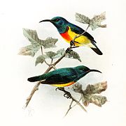 illustration of two sunbirds, both with blue-green upperparts, orange chest, and yellow underparts