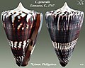 Conus generalis Linnaeus, C., 1767