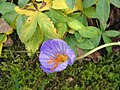 Crocus speciosus close-up