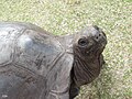 Tortue géante, torti d'ter, à Curieuse.