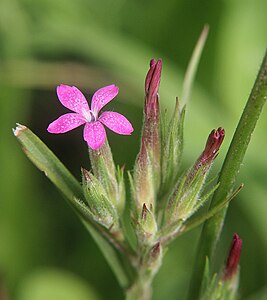 Litet blomknippe