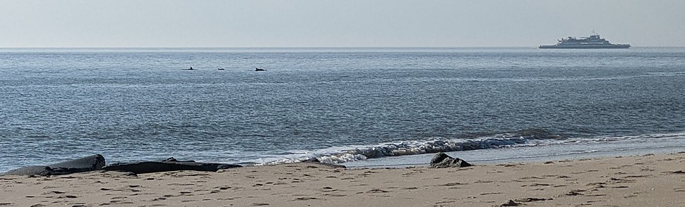 Three dolphins dive in the midground on the left, swimming toward the right of the frame. In the background on the right, a fairly large vehicle ferry sails toward the left of the frame. In the foreground, a beach of brown sand with some black rock outcroppings toward the waterline.