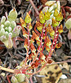 Dudleya caespitosa