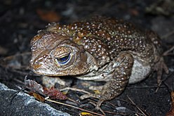 Eastern Giant Toad