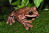 An adult male Rabbs' fringe-limbed treefrog in the Atlanta Botanical Garden, the last of its kind