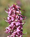 Pedicularis groenlandica