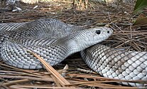 A silver-white snake on the forest floor