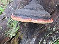 Fomitopsis pinicola