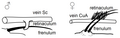 Image 32Frenulo-retinacular wing coupling in male and female moths (from Insect flight)