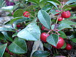 東部茶莓（英语：Gaultheria procumbens） Eastern teaberry