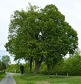 Hölterlinde