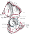 Right hip bone. External surface