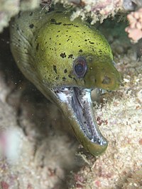 darkspotted moray in coral Fimbriated moray (Gymnothorax fimbriatus)