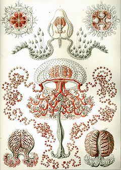 Description de l'image Haeckel Anthomedusae.jpg.