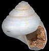 An empty shell of Halystina umberlee