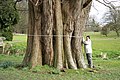 Cyprès chauve remarquable par la taille de son tronc.