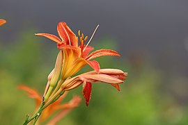 Hemerocallis fulva L. — Hémérocalle fauve.