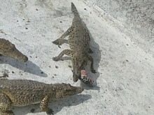 Crocodile farm in Zapata
