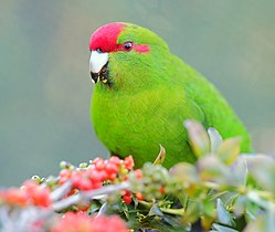 Kākāriki