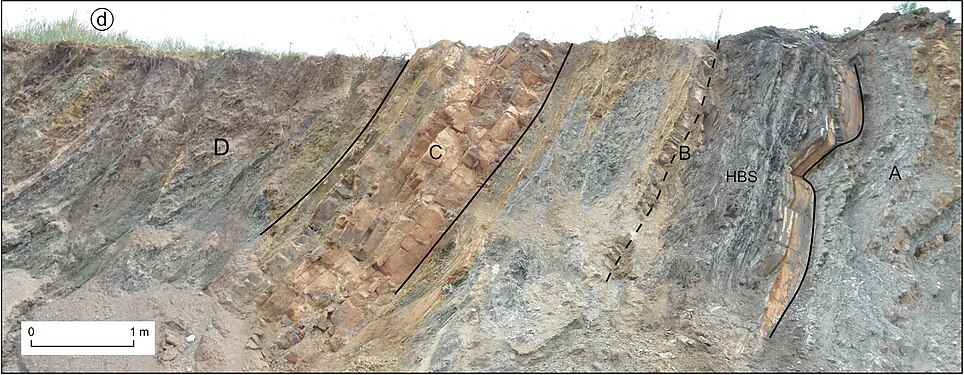 The Hangenberg succession at Kowala Quarry in Poland: A – cephalopod-rich nodular limestone (equivalent to Wocklum Limestone) B – marly shale, including the Hangenberg Black Shale (HBS) at its base C – marly limestone (equivalent to Stockum Limestone) D – marls and limestones (equivalent to Stockum Limestone and later units)