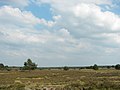 Clay heath south of Niederhaverbeck