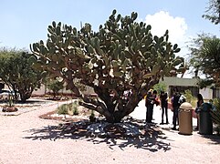 Nopal Serrano (Opuntia stenopetala)