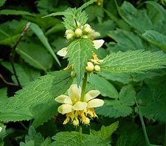 Lamium galeobdolon