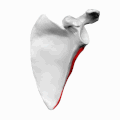 Left scapula. Lateral border shown in red.