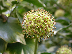 Ombelle de fleurs de lierre.