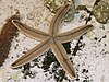 The gray sea star (Luidia clathrata)