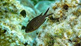 Adulto (Chromis chromis)