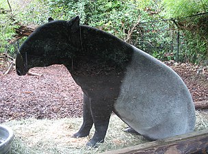 An adult Malayan tapir sitting