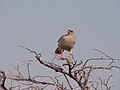 Kaupifalco monogrammicus