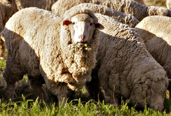 Full wool Merino sheep.