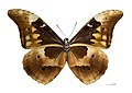 Morpho rhetenor, ventral view