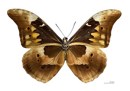 Morpho rhetenor, ventral view, by Archaeodontosaurus