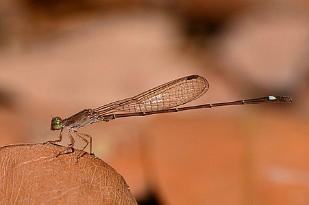 Mortonagrion varralli male