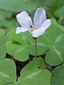 Oxalis oregana